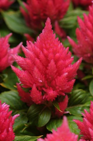 photo of flower to be used as: Pot and bedding Celosia plumosa Icecream Peach