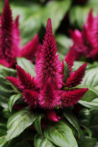 photo of flower to be used as: Pot and bedding Celosia spicata Kosmo Cherry