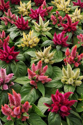 photo of flower to be used as: Pot and bedding Celosia spicata Kosmo Mixture