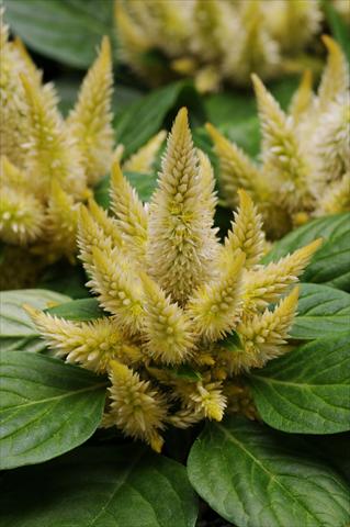 photo of flower to be used as: Pot and bedding Celosia spicata Kosmo Yellow