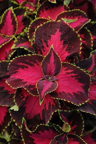 photo of flower to be used as: Pot and bedding Coleus Chocolate Covered Cherry