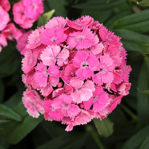 photo of flower to be used as: Pot and bedding Dianthus barbatus Dash Pink