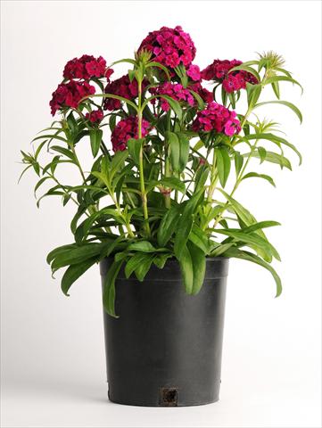 photo of flower to be used as: Pot and bedding Dianthus barbatus Dash Violet