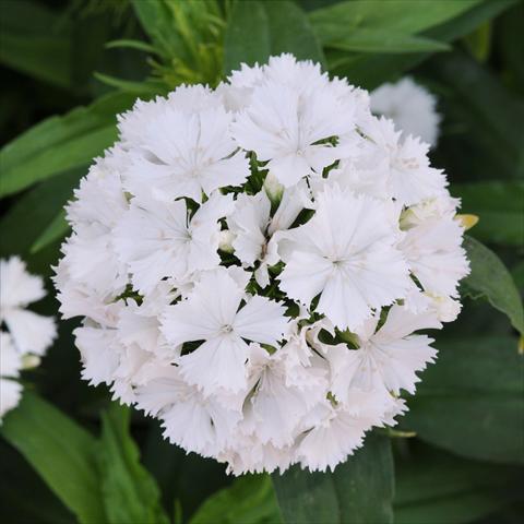 photo of flower to be used as: Pot and bedding Dianthus barbatus Dash White