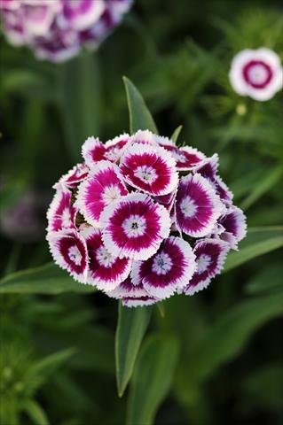 photo of flower to be used as: Pot and bedding Dianthus barbatus Sweet Purple White Bicolor