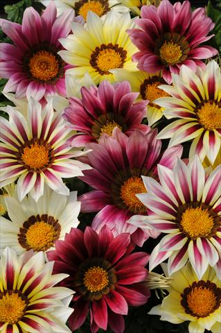 photo of flower to be used as: Pot and bedding Gazania rigens New Day F1 Strawberry Shortcake Mixture
