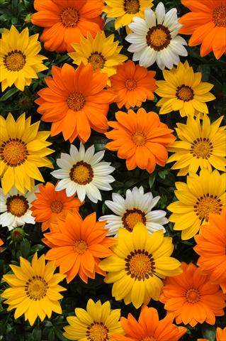 photo of flower to be used as: Pot and bedding Gazania rigens New Day F1 Sunny Side Up Mixture