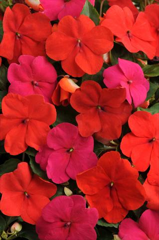photo of flower to be used as: Pot, bedding, patio, basket Impatiens walleriana Impreza™ Intense Mixture