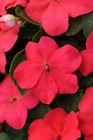 photo of flower to be used as: Pot, bedding, patio, basket Impatiens walleriana Impreza™ Punch