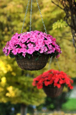 photo of flower to be used as: Pot, bedding, patio, basket Impatiens walleriana Super Elfin™ XP Deep Pink