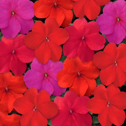 photo of flower to be used as: Pot, bedding, patio, basket Impatiens walleriana Super Elfin™ XP Hot Mixture