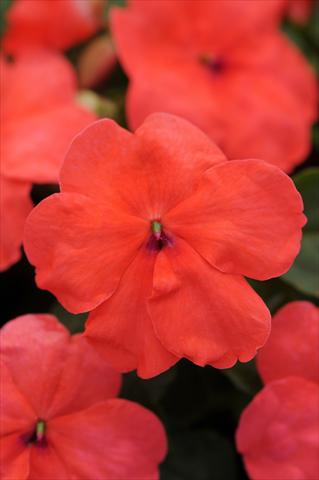 photo of flower to be used as: Pot, bedding, patio, basket Impatiens walleriana Super Elfin™ XP Salmon
