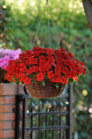 photo of flower to be used as: Pot, bedding, patio, basket Impatiens walleriana Super Elfin™ XP Scarlet