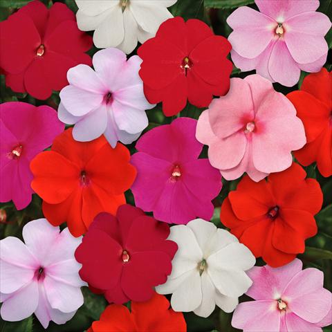 photo of flower to be used as: Pot, bedding, patio, basket Impatiens N. Guinea Divine Mixture