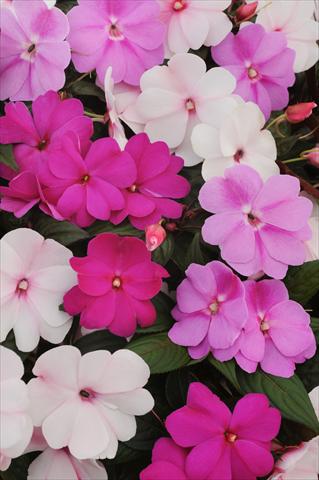 photo of flower to be used as: Pot, bedding, patio, basket Impatiens N. Guinea Divine Mystic Mixture