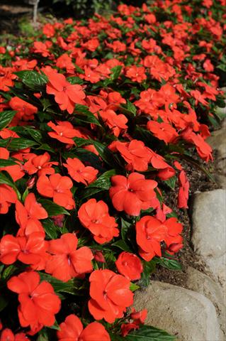 photo of flower to be used as: Pot, bedding, patio, basket Impatiens N. Guinea Divine Orange