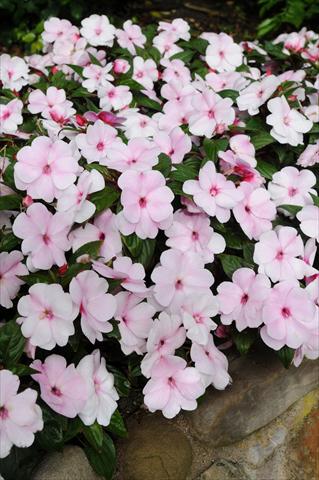 photo of flower to be used as: Pot, bedding, patio, basket Impatiens N. Guinea Divine Pink Pearl