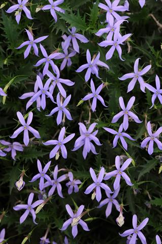photo of flower to be used as: Pot and bedding Laurentia Gemini Blue