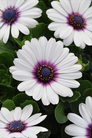 photo of flower to be used as: Pot and bedding Osteospermum ecklonis Akila White with Purple Eye