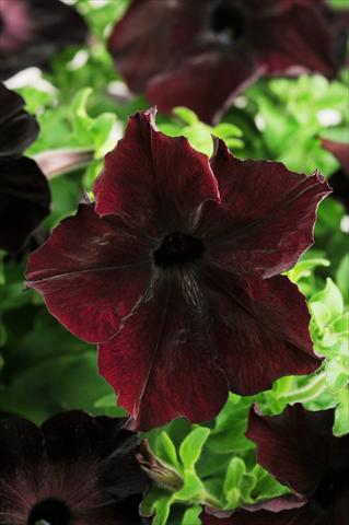 photo of flower to be used as: Pot, patio, basket Petunia grandiflora Sophistica Blackberry