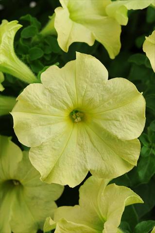 photo of flower to be used as: Pot, patio, basket Petunia grandiflora Sophistica Lime Green