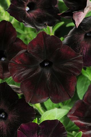 photo of flower to be used as: Pot, patio, basket Petunia multiflora Debonair Black Cherry