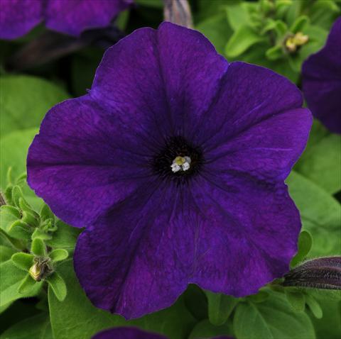 photo of flower to be used as: Pot, patio, basket Petunia multiflora Lo Rider Blue