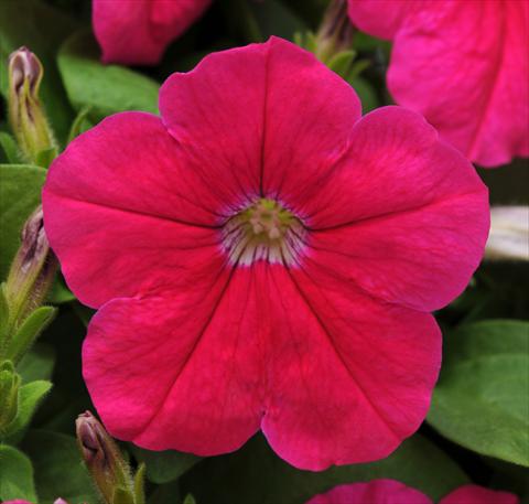 photo of flower to be used as: Pot, patio, basket Petunia multiflora Lo Rider Pink