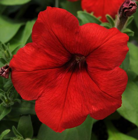 photo of flower to be used as: Pot, patio, basket Petunia multiflora Lo Rider Red