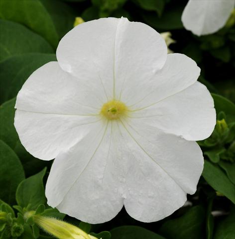 photo of flower to be used as: Pot, patio, basket Petunia multiflora Lo Rider White