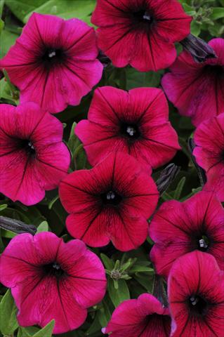 photo of flower to be used as: Pot, patio, basket Petunia x hybrida Shock Wave™ Deep Purple
