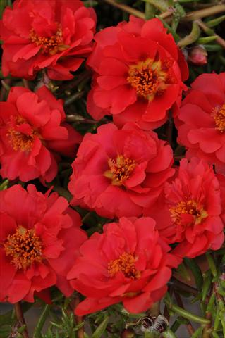 photo of flower to be used as: Pot, bedding, patio, basket Portulaca Happy Trails Deep Red