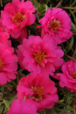 photo of flower to be used as: Pot, bedding, patio, basket Portulaca Happy Trails Fuchsia