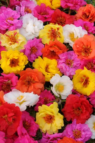 photo of flower to be used as: Pot, bedding, patio, basket Portulaca Happy Trails Mixture