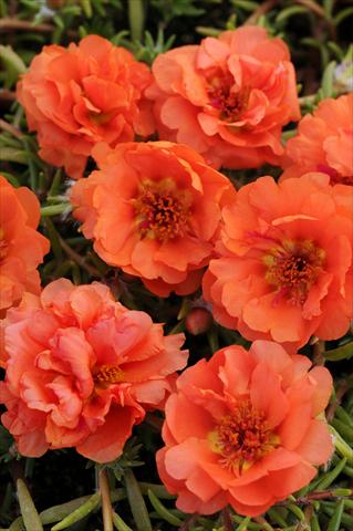 photo of flower to be used as: Pot, bedding, patio, basket Portulaca Happy Trails Orange