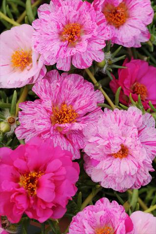 photo of flower to be used as: Pot, bedding, patio, basket Portulaca Happy Trails Peppermint