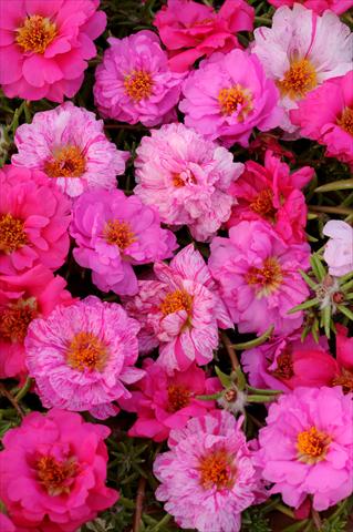 photo of flower to be used as: Pot, bedding, patio, basket Portulaca Happy Trails Pink Passion Mixture