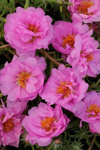 photo of flower to be used as: Pot, bedding, patio, basket Portulaca Happy Trails Pink