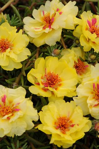 photo of flower to be used as: Pot, bedding, patio, basket Portulaca Happy Trails Primrose