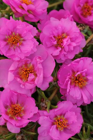 photo of flower to be used as: Pot, bedding, patio, basket Portulaca Happy Trails Rosita