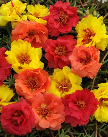 photo of flower to be used as: Pot, bedding, patio, basket Portulaca Happy Trails Tropical Mixture