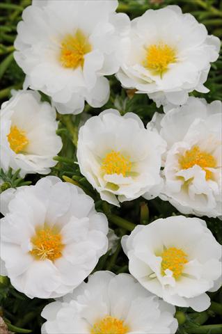 photo of flower to be used as: Pot, bedding, patio, basket Portulaca Happy Trails White