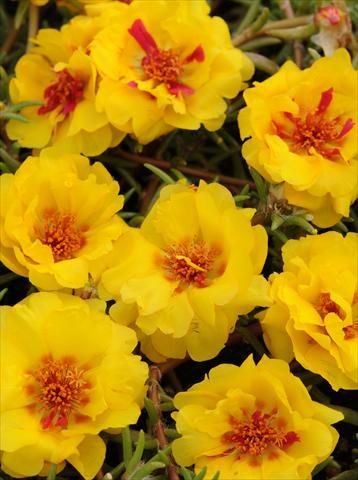 photo of flower to be used as: Pot, bedding, patio, basket Portulaca Happy Trails Yellow