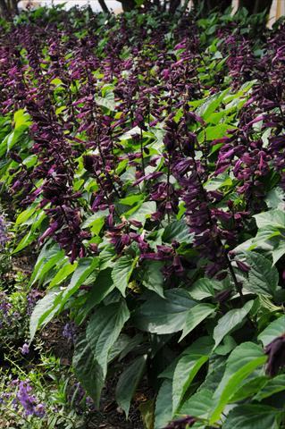 photo of flower to be used as: Pot and bedding Salvia splendens Lighthouse Collection Purple
