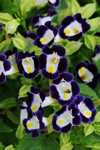 photo of flower to be used as: Pot, patio, basket Torenia Kauai Blue and White
