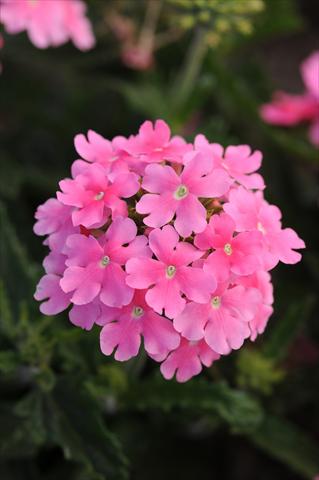 photo of flower to be used as: Pot, patio, basket Verbena Quartz XP Pink