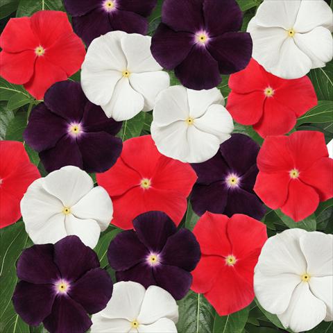 photo of flower to be used as: Pot and bedding Catharanthus roseus - Vinca Jams 