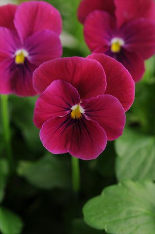 photo of flower to be used as: Pot, bedding, patio, basket Viola cornuta Sorbet™ Carmine Rose