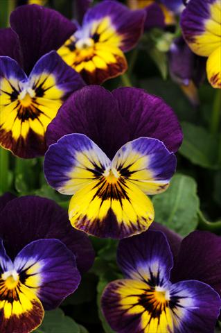 photo of flower to be used as: Pot, bedding, patio, basket Viola cornuta Sorbet™ Midnight Glow