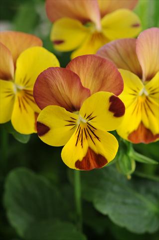 photo of flower to be used as: Pot, bedding, patio, basket Viola cornuta Sorbet™ Peach Melba